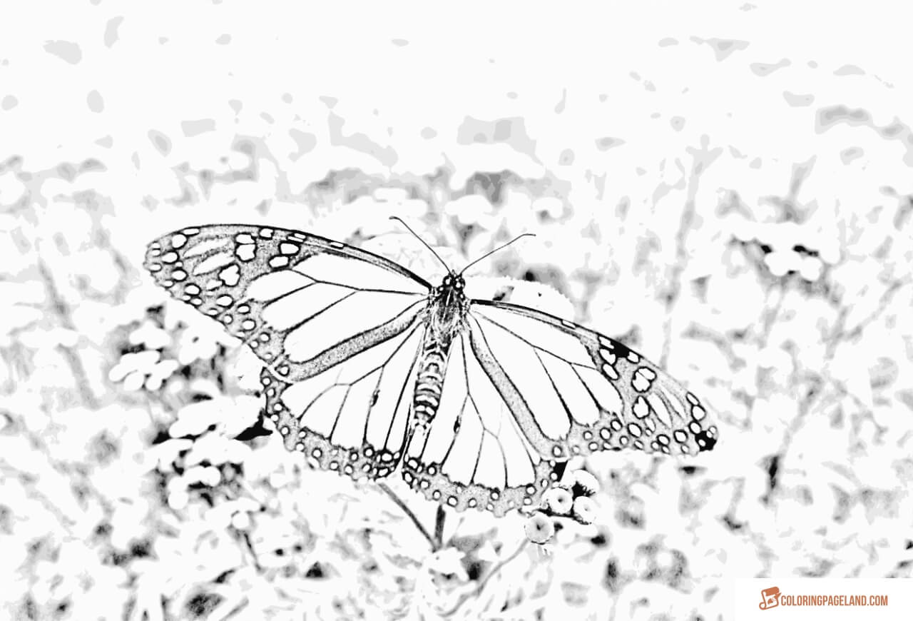 A Few More Coloring Pictures of Butterflies