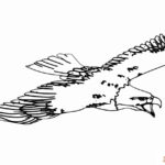 A Pack of Eagle Coloring Pictures