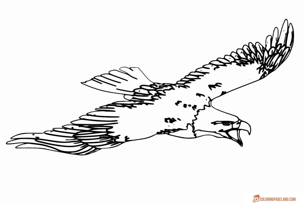 A Pack of Eagle Coloring Pictures