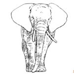 Elephants Coloring Sheets Compilation