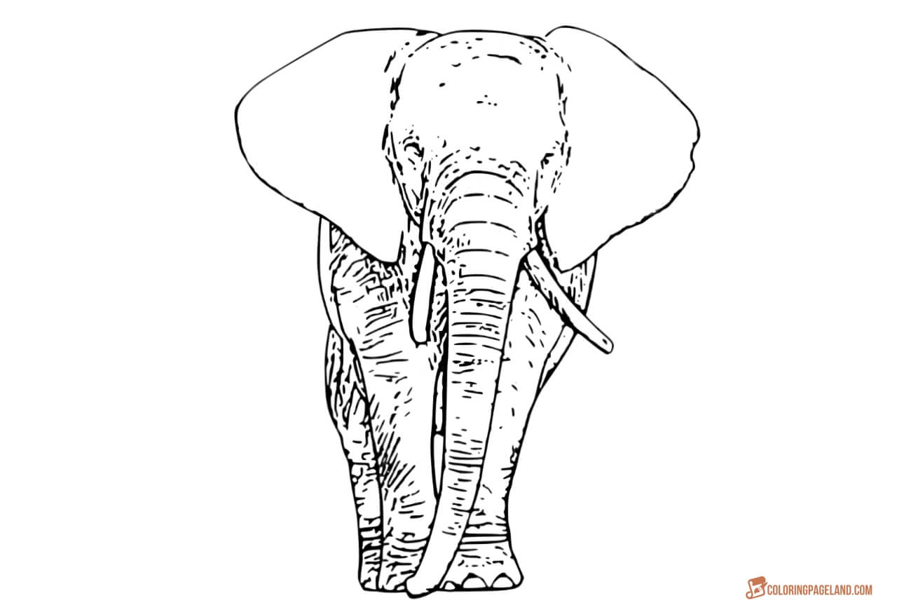 Elephants Coloring Sheets Compilation