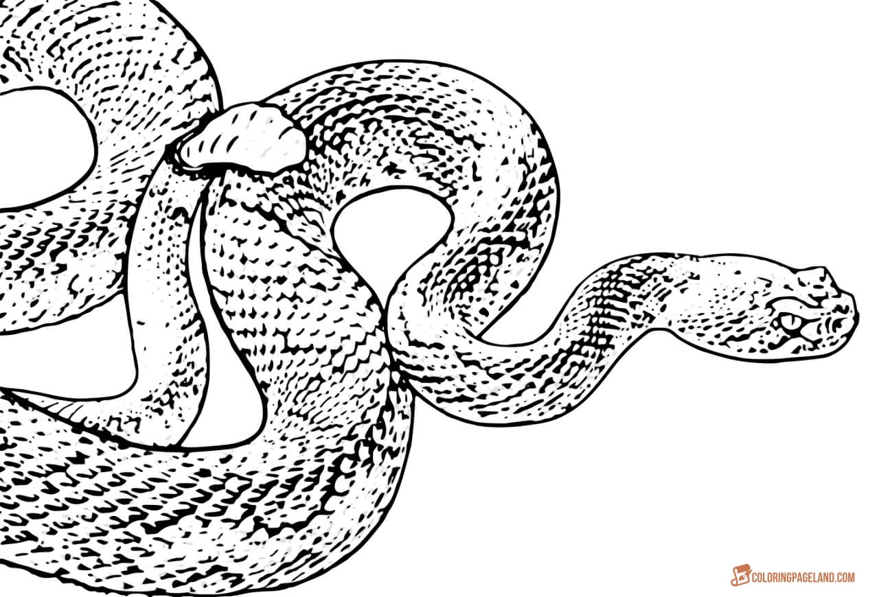 Coloring Pictures of Snakes — a Curious Compilation