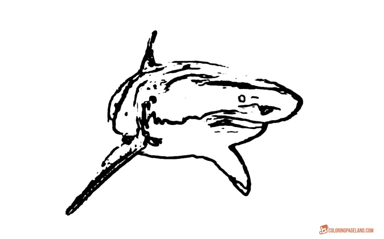 Great White Colorings Collection